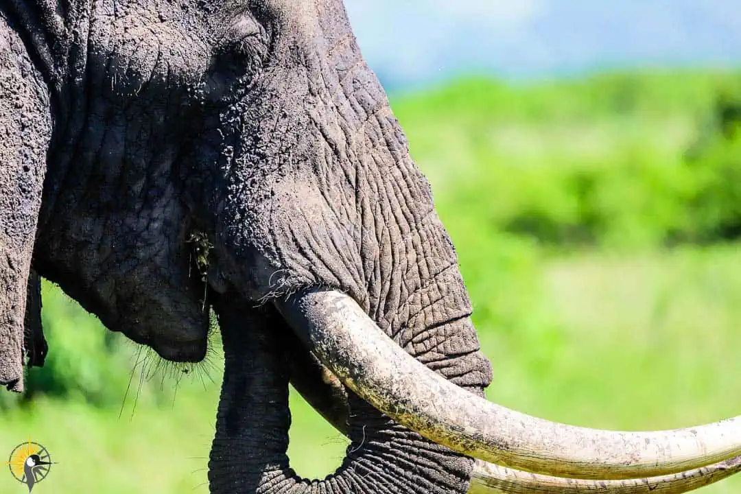 Close up photo of an elephant in qenp kasenyi plains